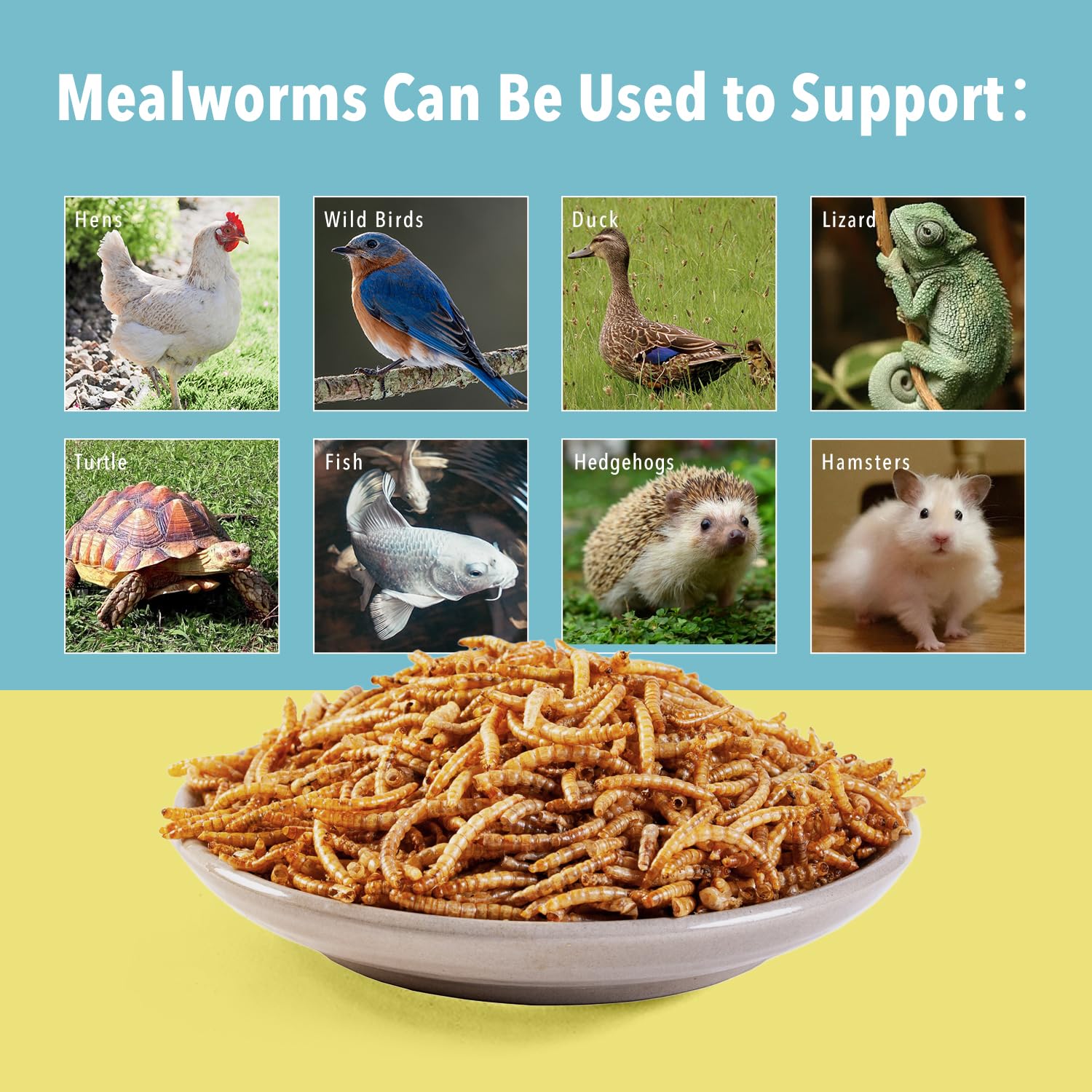 WormsFarm mealworms stored in pantry promote convenient poultry feeding.