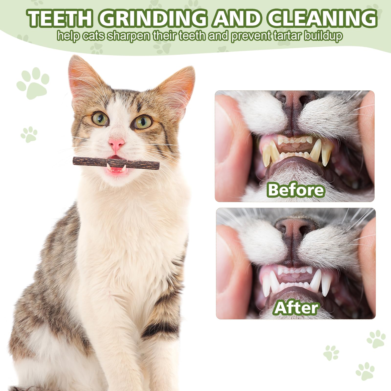 WOUSEDO indoor cat play silvervine video showcases stress-relief, energy, and curiosity.