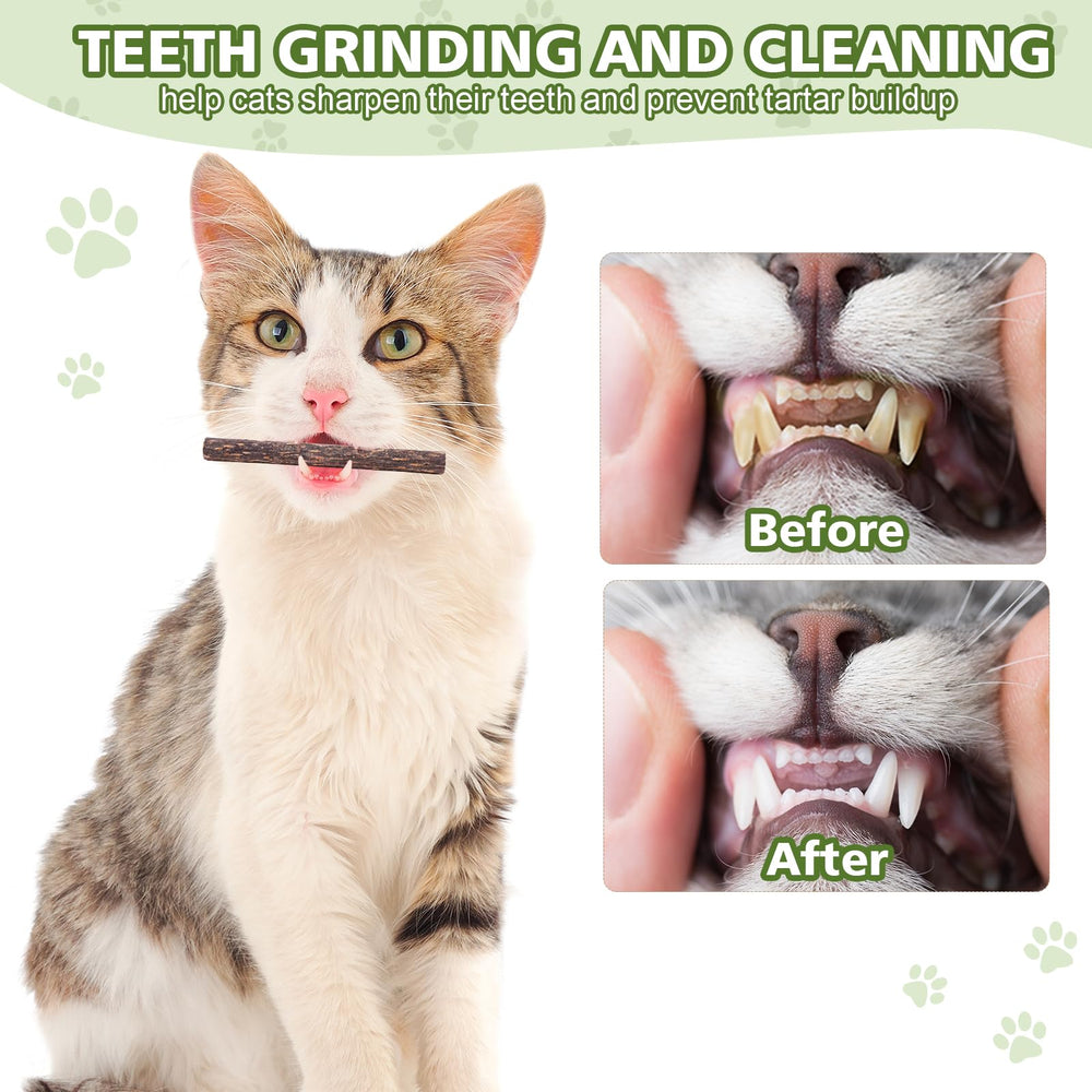 WOUSEDO indoor cat play silvervine video showcases stress-relief, energy, and curiosity.