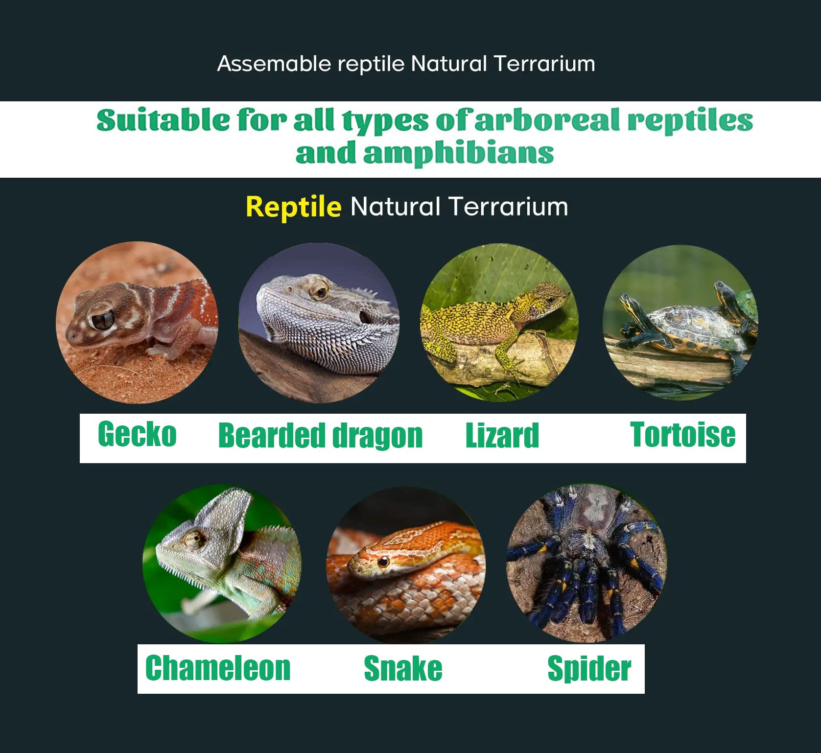 Woyrise desert-terrarium decor complements greens and sands for natural look