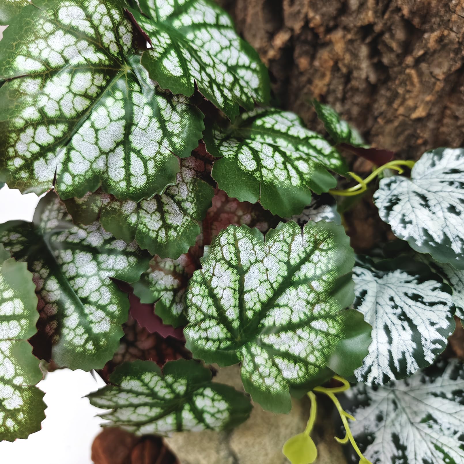 Woyrise Green Heuchera leaves close-up shows realistic reptile habitat foliage