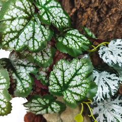 Woyrise Green Heuchera leaves close-up shows realistic reptile habitat foliage
