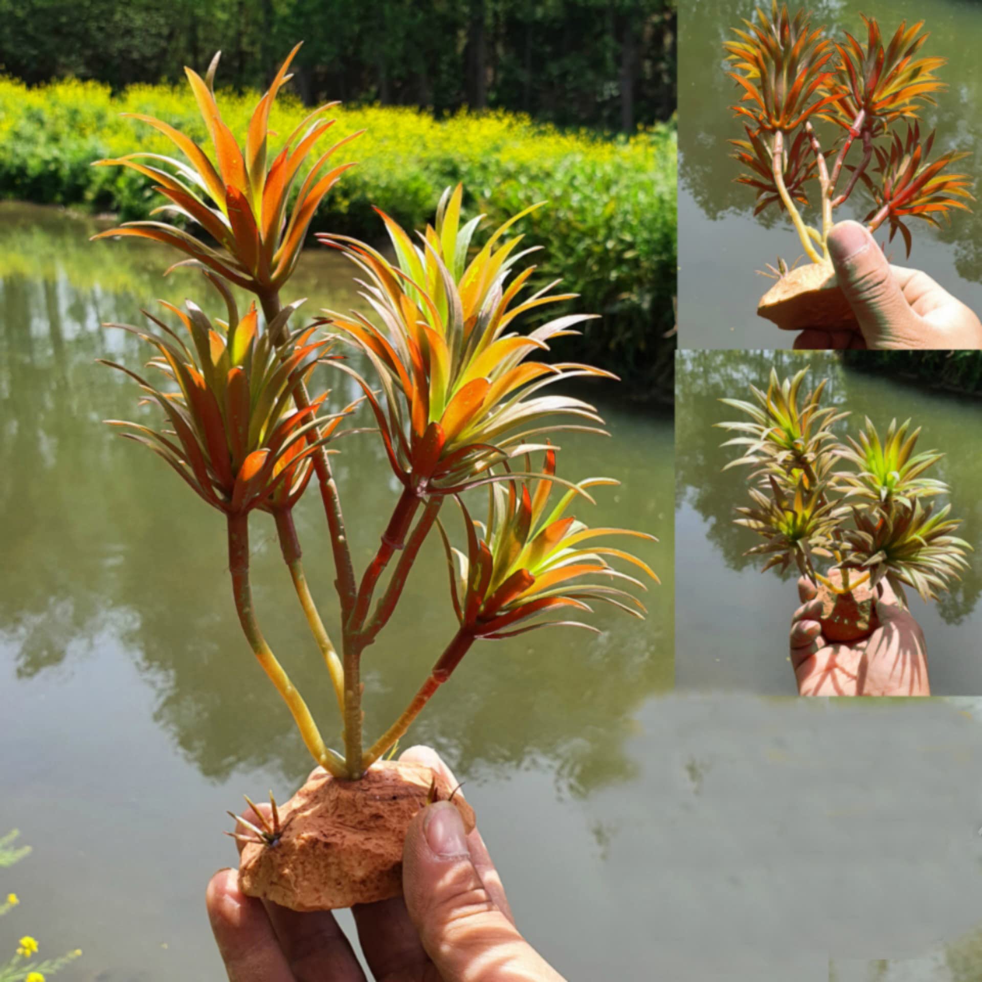Woyrise hiding-spots plant adds enrichment with retreats for geckos and frogs