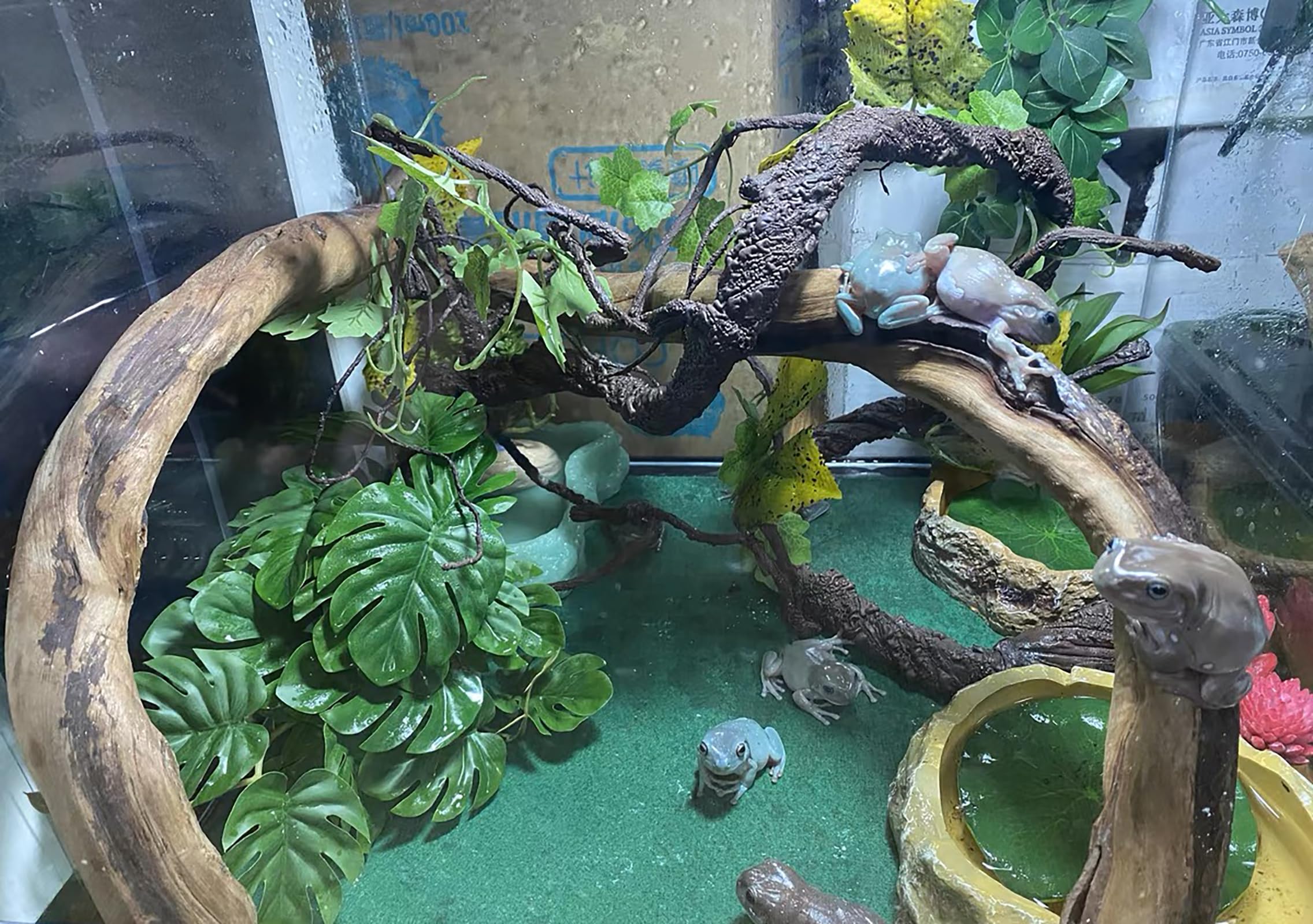 Woyrise reptile plant fits bearded dragon and gecko habitats with easy placement