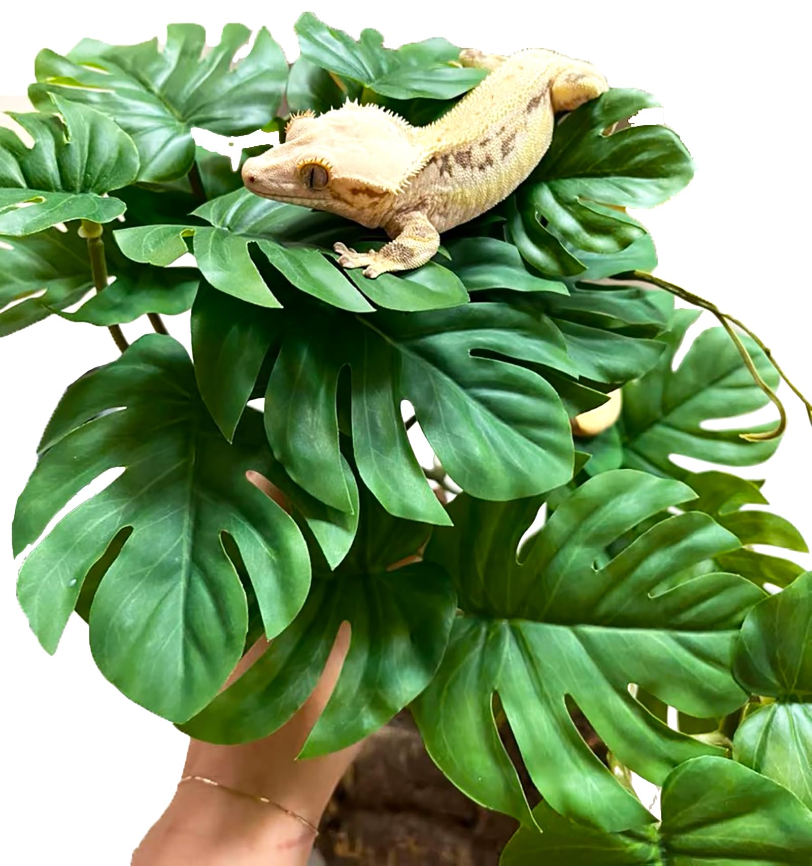 Woyrise hiding spots plant provides natural retreat and enrichment for reptiles