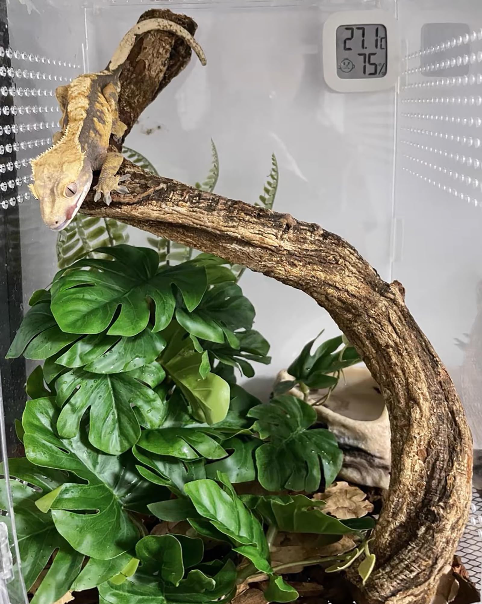 Woyrise reptile plant on rock base demonstrates added stability for lounging