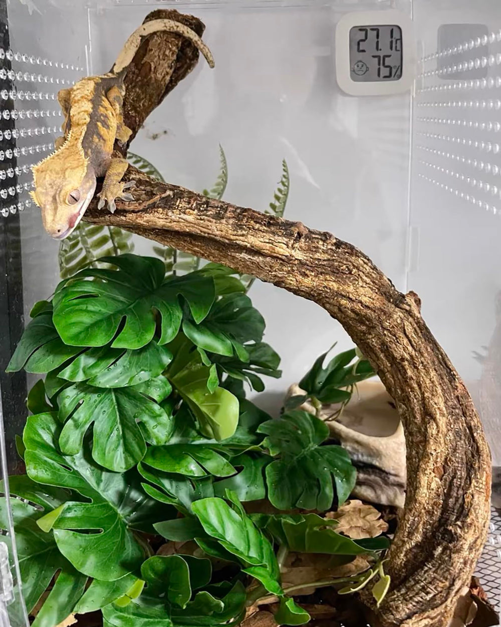 Woyrise reptile plant on rock base demonstrates added stability for lounging