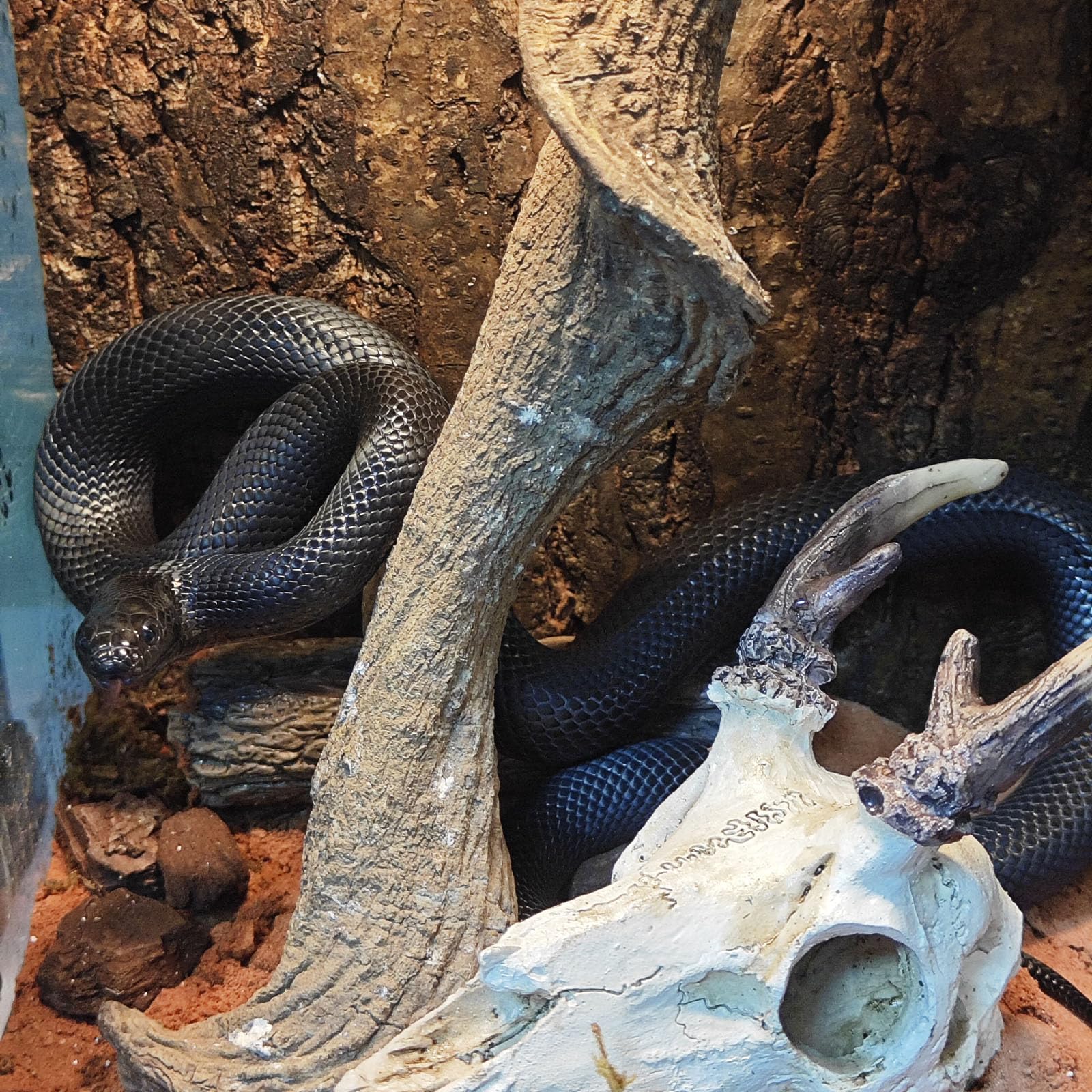 WTSOH desert rainforest mountain themed decor helps create natural ambience in tanks.