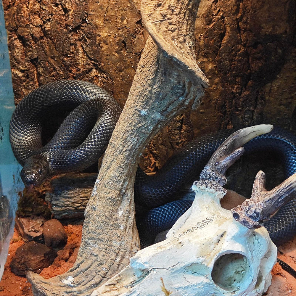 WTSOH desert rainforest mountain themed decor helps create natural ambience in tanks.