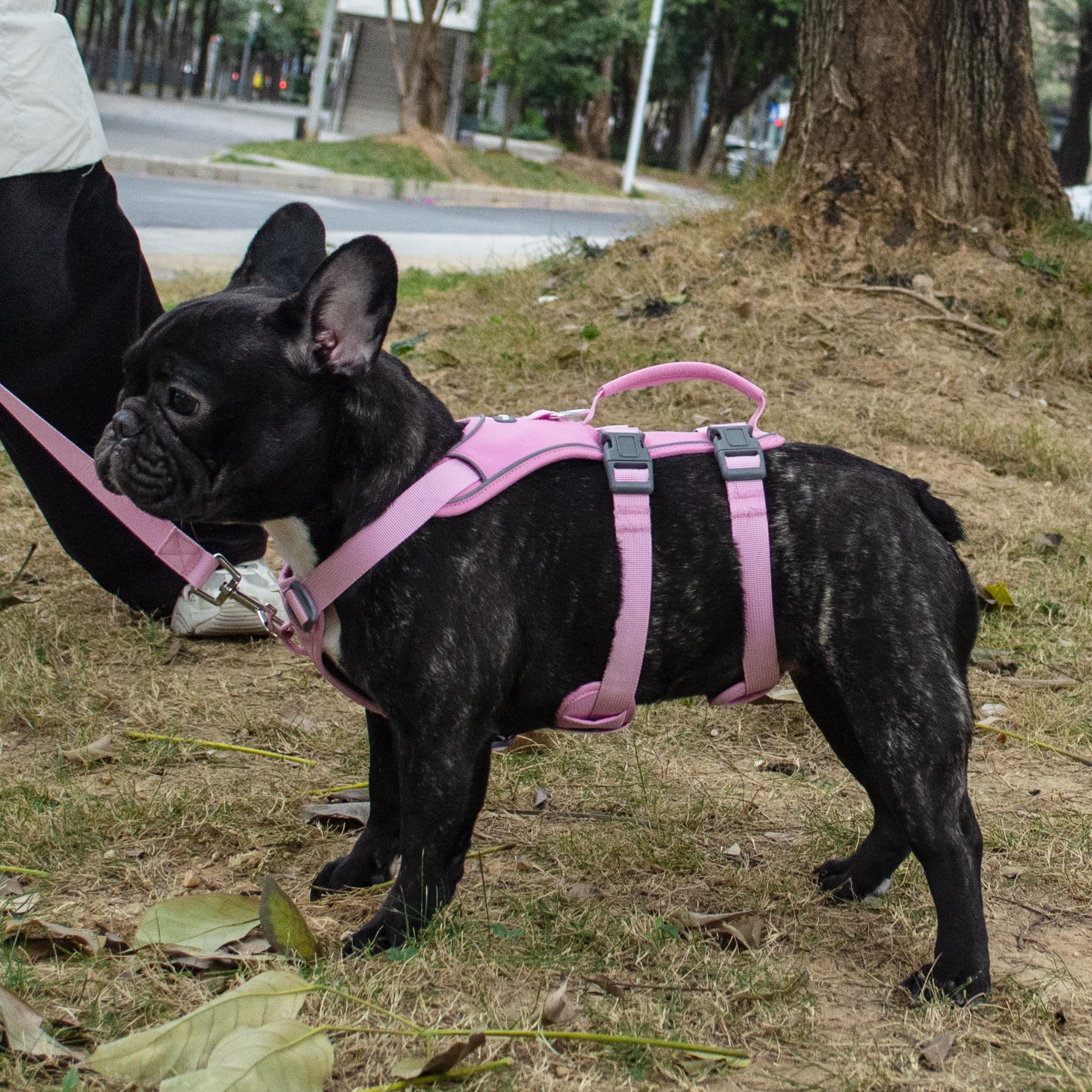 Wuffley compact pink XS walk kit promises a lightweight setup for easy travel and training.