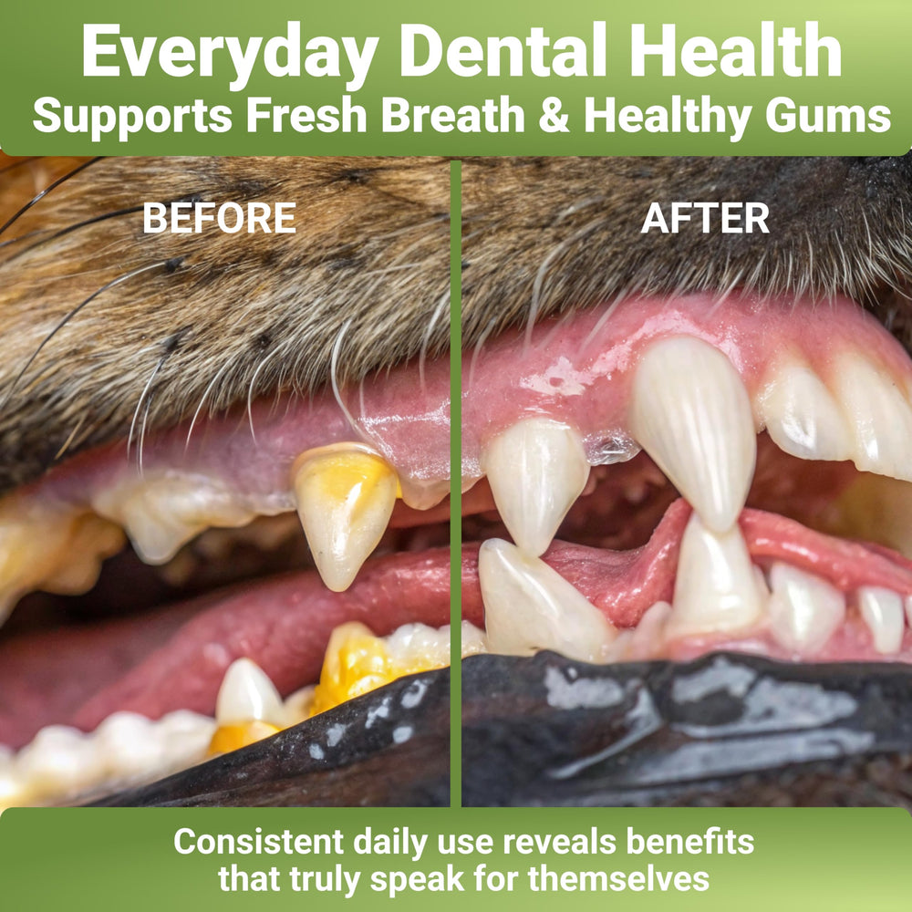 WuffWell breath-fresh image highlights a cleaner mouth and more confident walks.