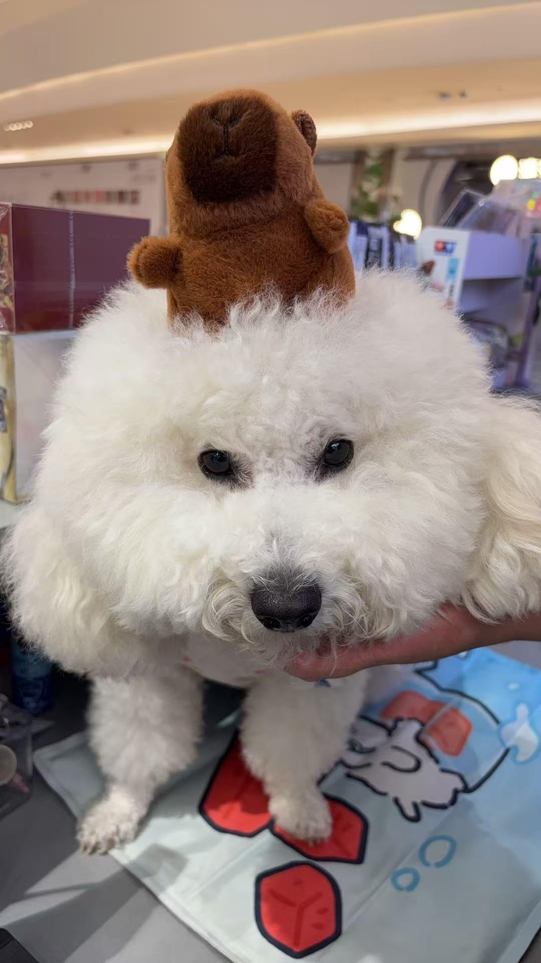 Wxcrsaz capybara plush soft texture for gentle mouth play.