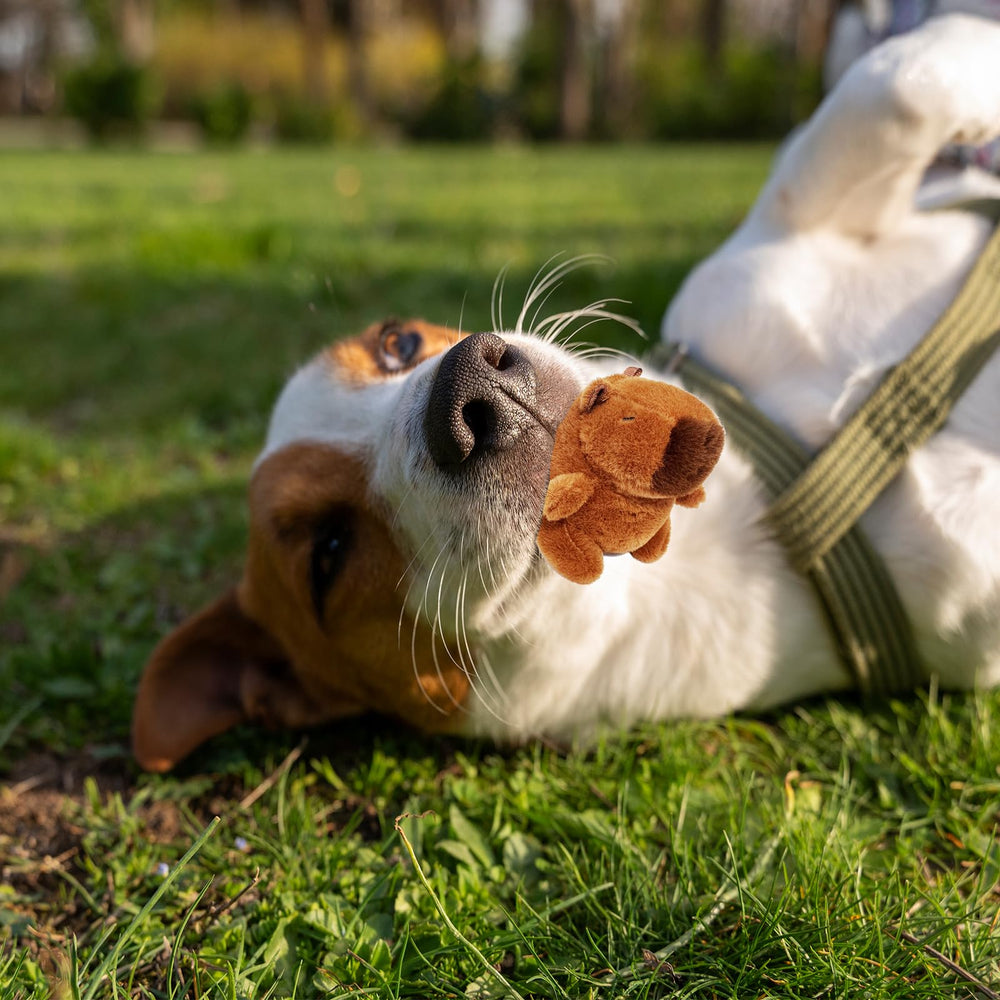 Wxcrsaz capybara-size 4.7 inches fits small dogs perfectly.