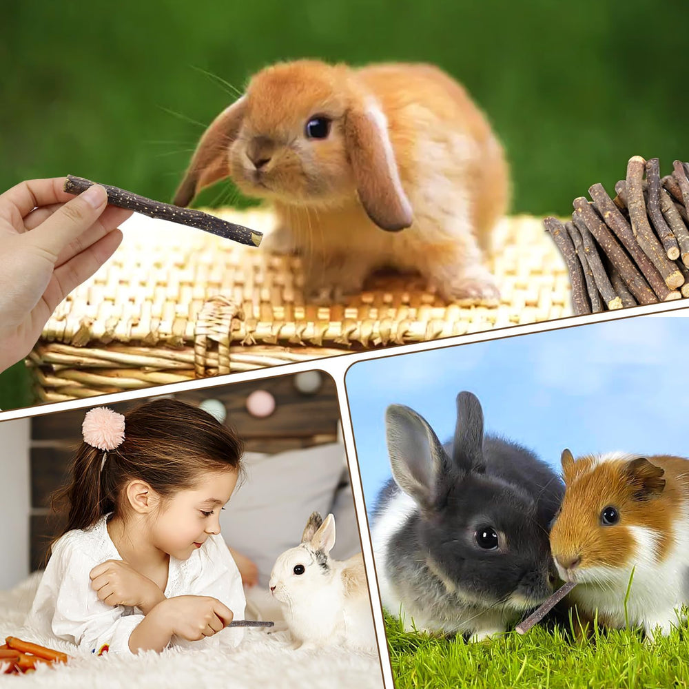 Parrot and rodent companions enjoy WYOMER apple sticks as a chew and treat.