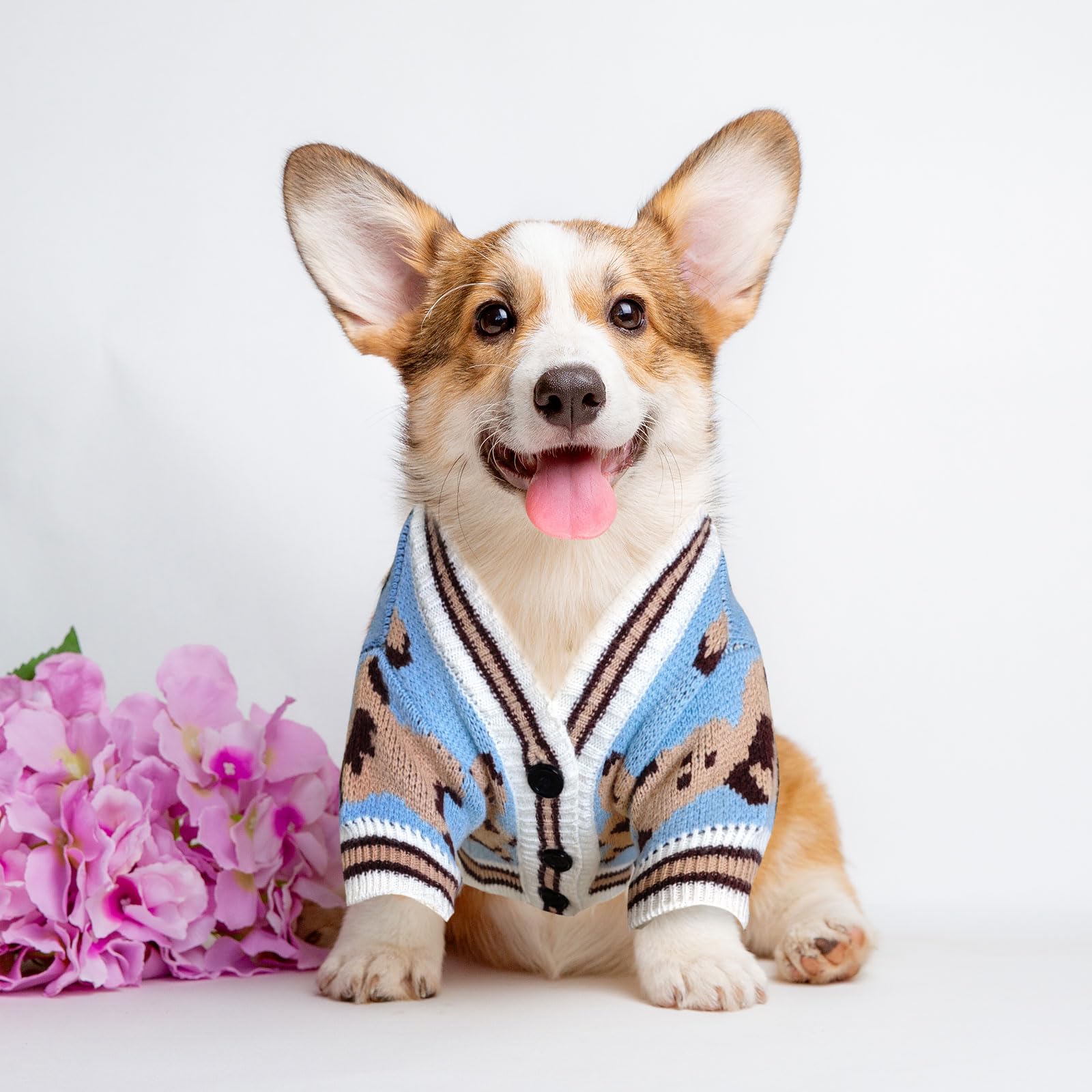 XGDMEIL blue small-dog-sweater model demonstrates versatile fall-winter wear