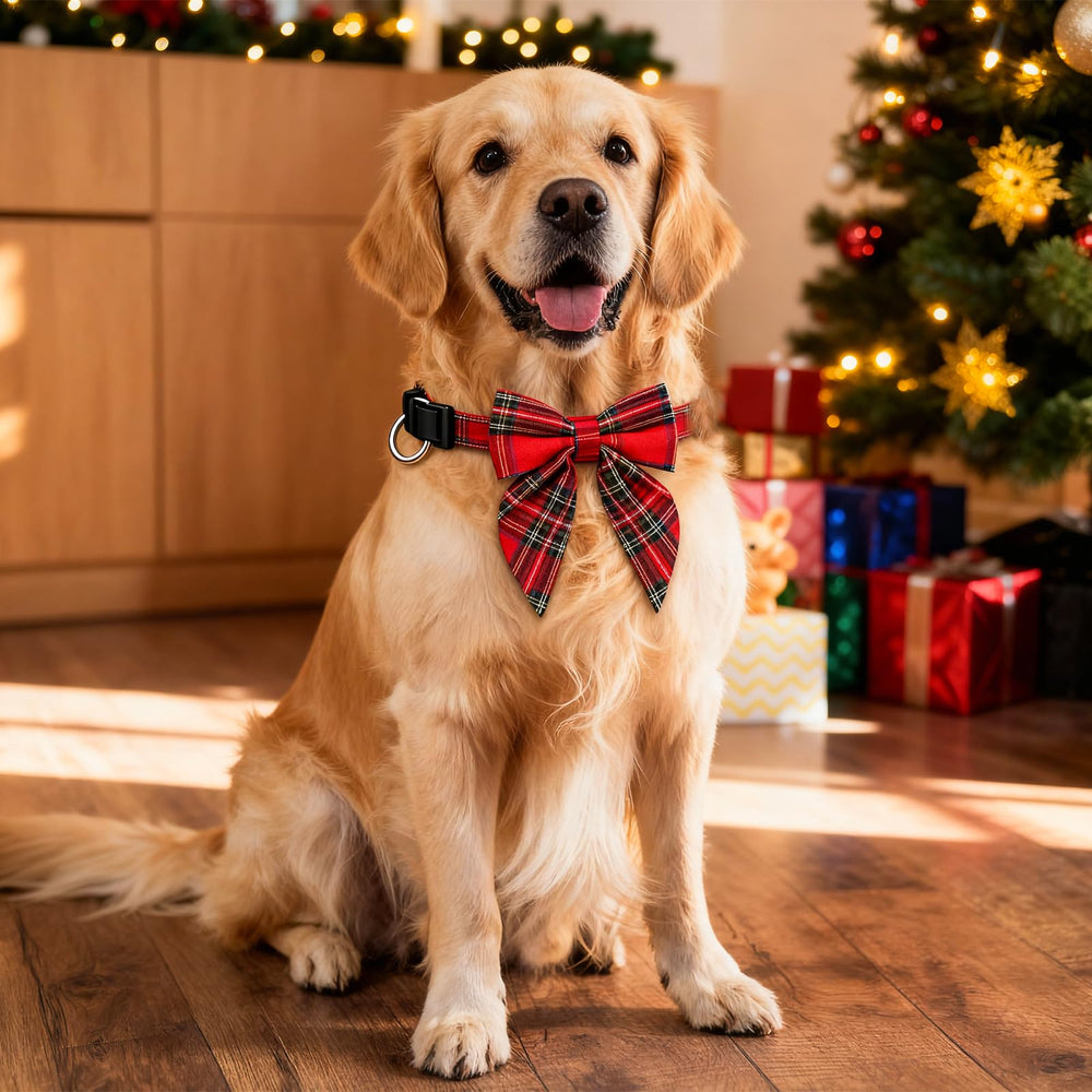 XIGOUPT collar with metal D-ring supports ID tag and safe daily adventures.