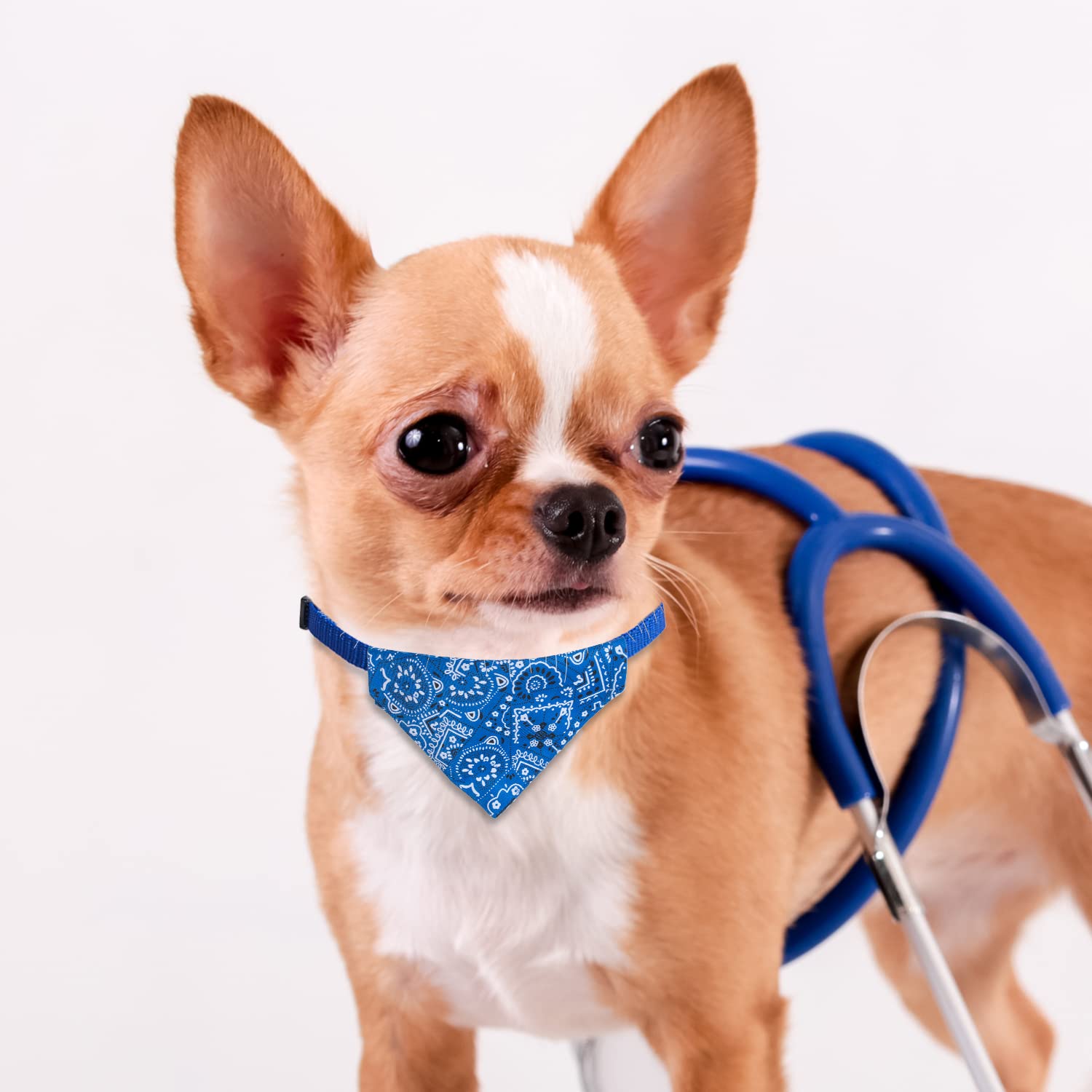 XIMA cat bandana collar in royal blue outfits everyday wear