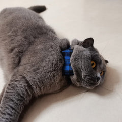 Ximipet leash blue plaid designed for comfortable control during daily strolls