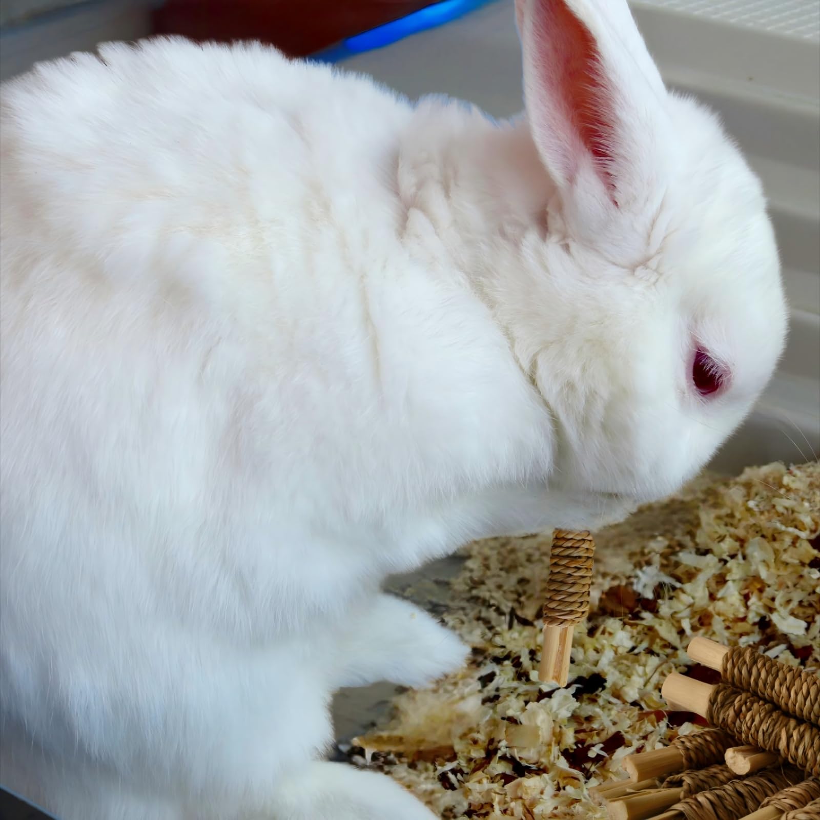 XLpeixin natural materials chew toy emphasizes safe, edible components for curious chewers.