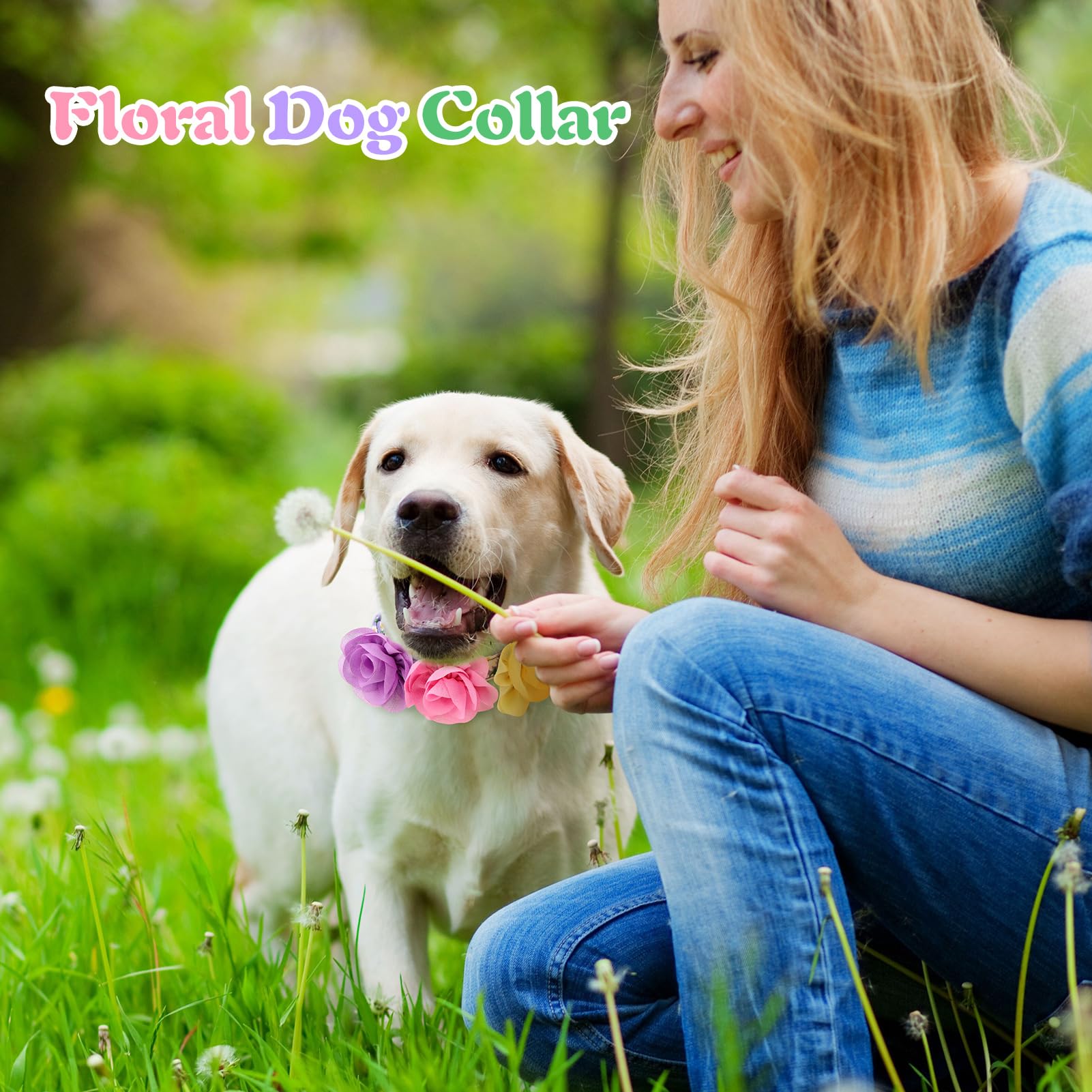 XLSXEXCL dog-collar-on-pet-walking shows eye-catching accessory during daily activities.