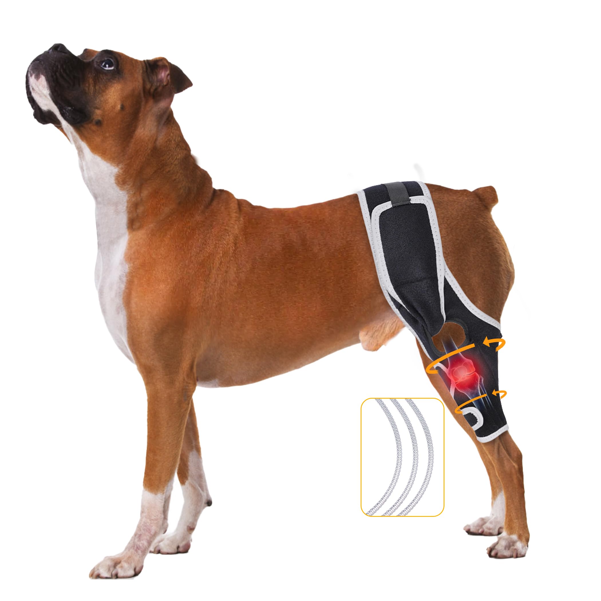 XUVIRA dog knee brace - front leg adjustable strap ensures secure comfort during activity.
