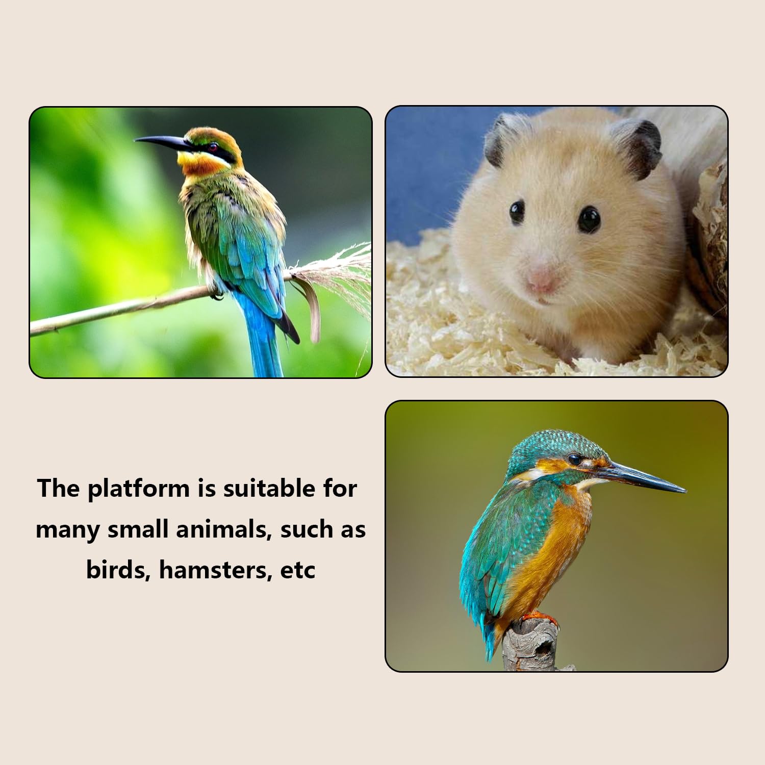 Xvnoesza bird-cage-setup-with-platform-1 — simple integration for added functionality.