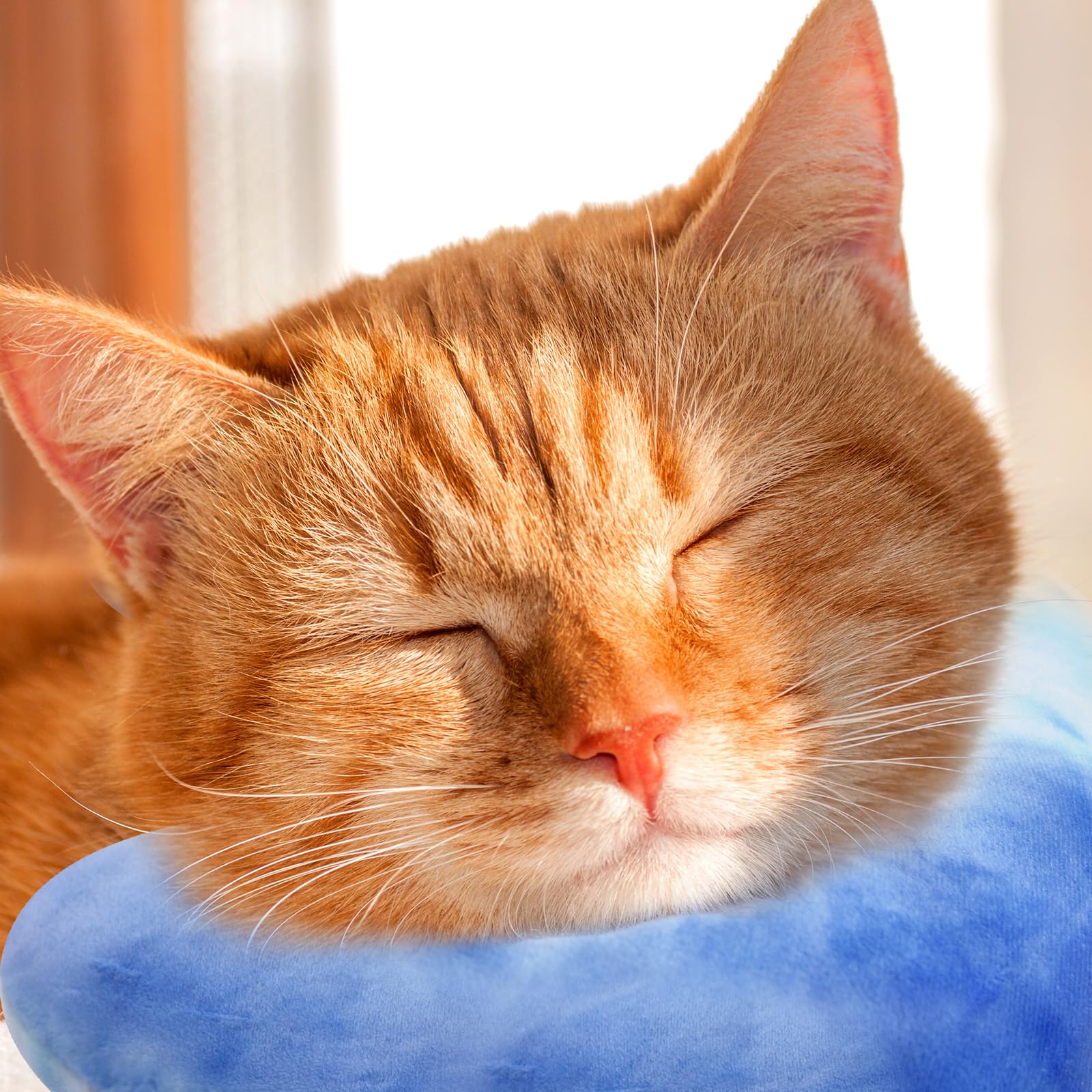 Y-blue Cat Pillow may ease anxiety and create a secure sleeping spot.