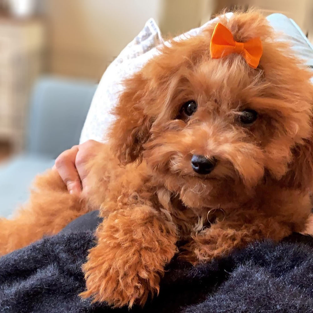 YAKA 30 colors pack puppy bows color options for coordination