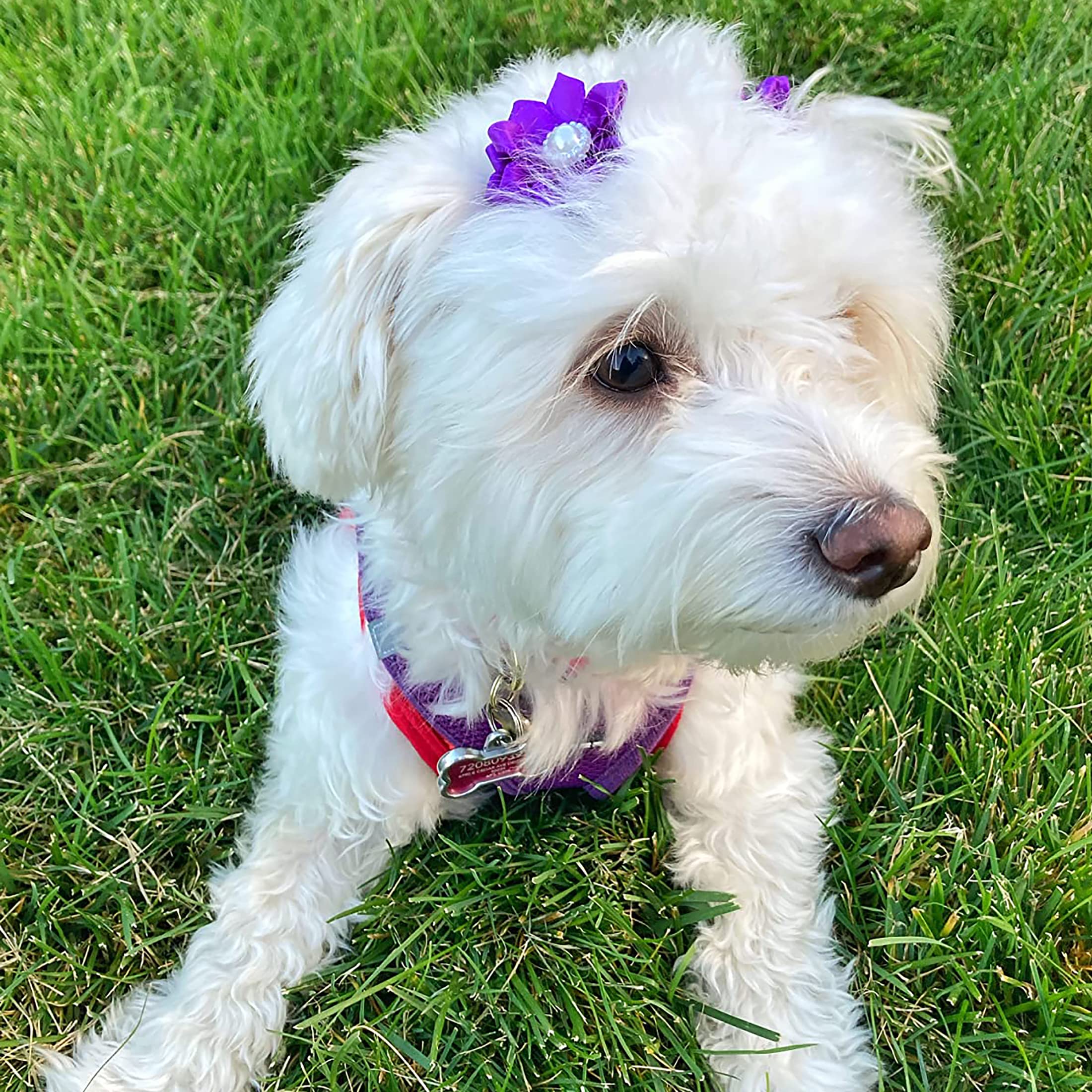 YAKA color-rich bows brighten daily routines and pet photos.