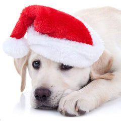 YAXAMING pet Santa hat on dog cat during playtime boosts adorable holiday vibes.