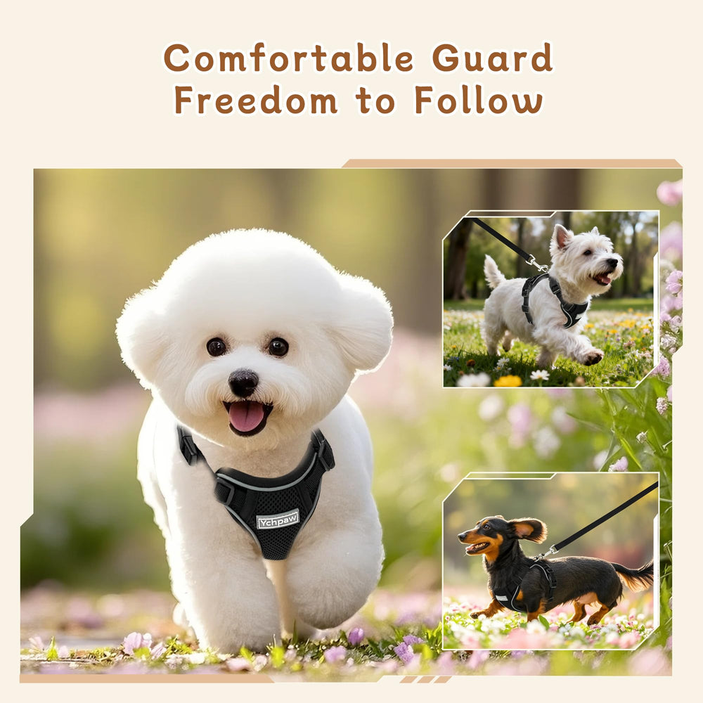 Ychpaw night walk setup shows high visibility safety during darkness