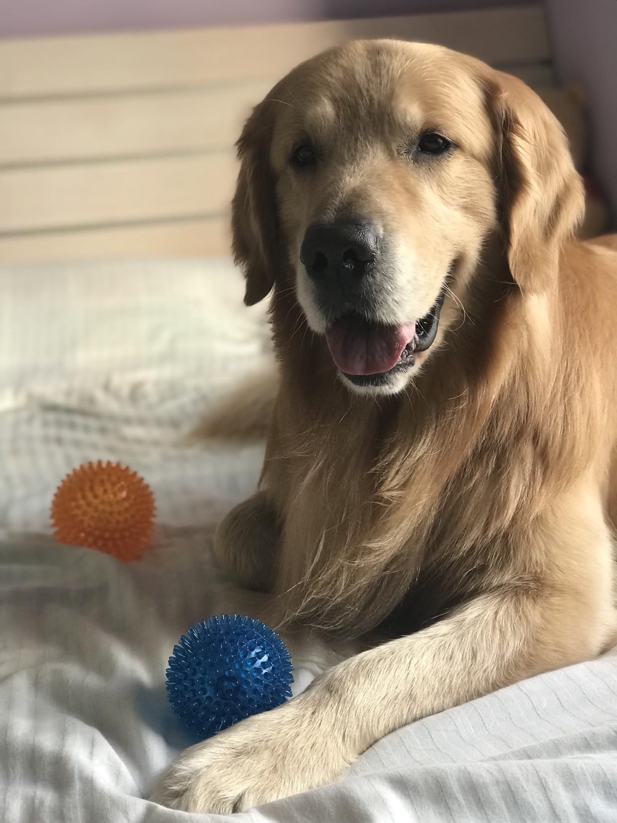 Ycozy durable toy made from TPR rubber stands up to aggressive chewers.