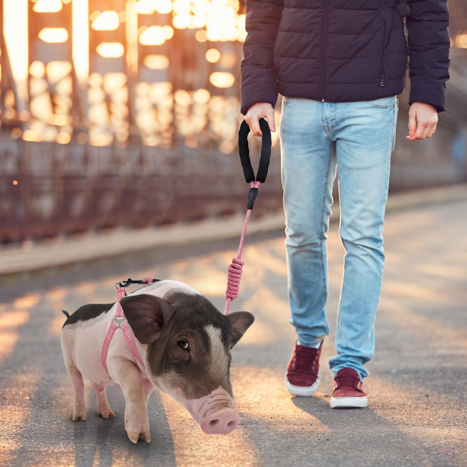 YeeBeny mini pig harness adjustable sizes suitable for small to medium pigs.