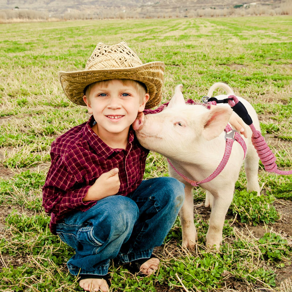 YeeBeny mini pig harness foam-handle grip during outdoor walks.