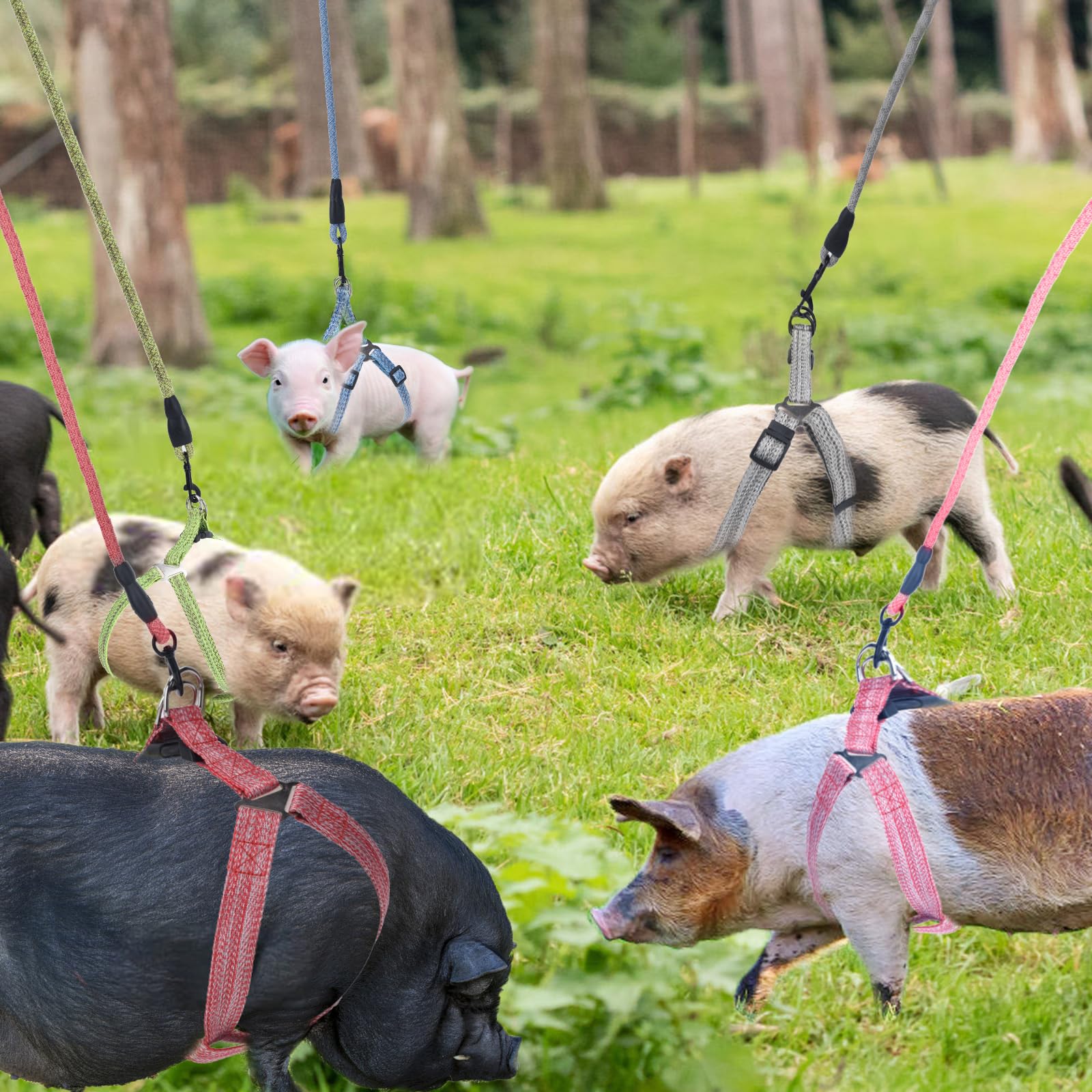 YeeBeny mini pig harness outdoor walking ideal for park and trail outings