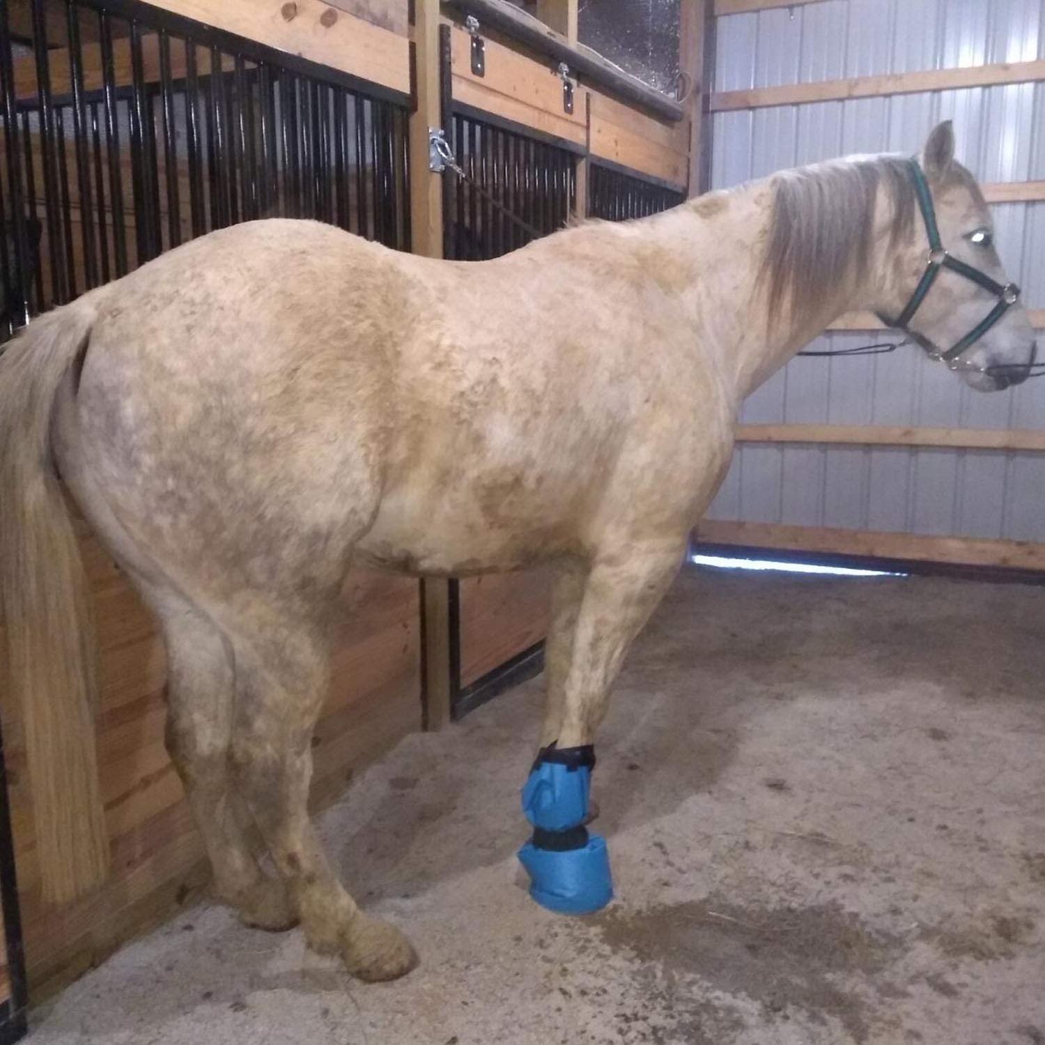 yeezo hoof soaking boot with EVA pad provides comfortable hoof immersion.