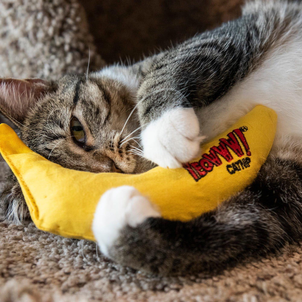 Yeowww! Catnip Toy Yellow Banana in-use shot illustrating active play and exercise.