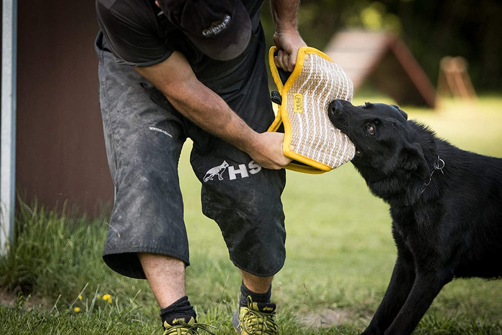 Yes4Quality bite wedge ready for tug and training sessions during play action.