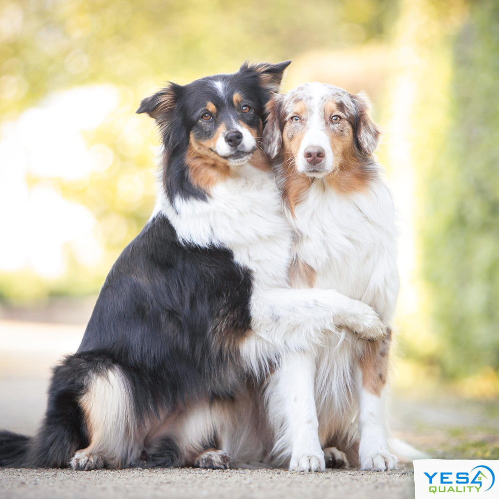 YES4QUALITY Flirt Pole for Dogs lightweight design for portable training