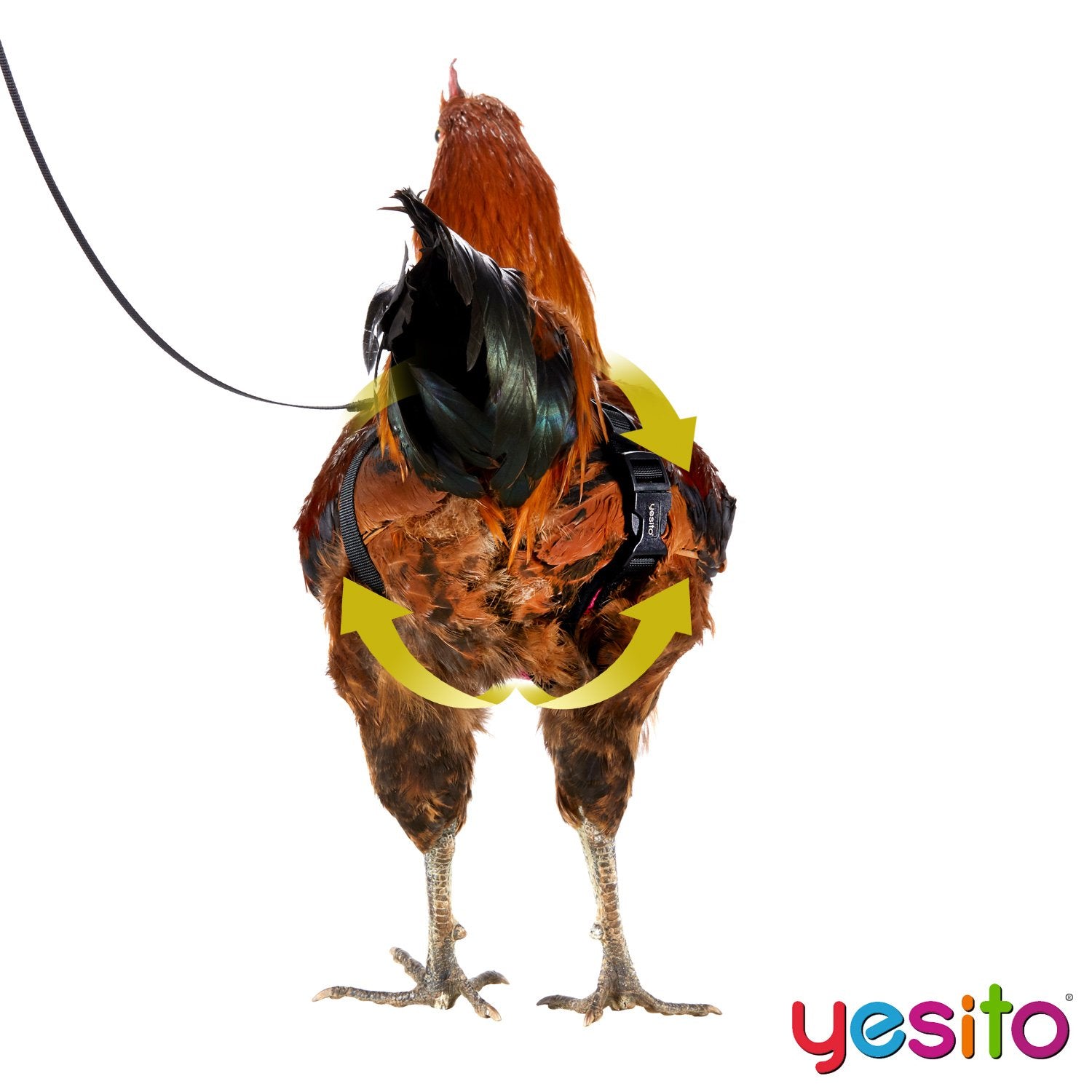 Yesito leash attachment on chicken harness ready for outdoor walks.