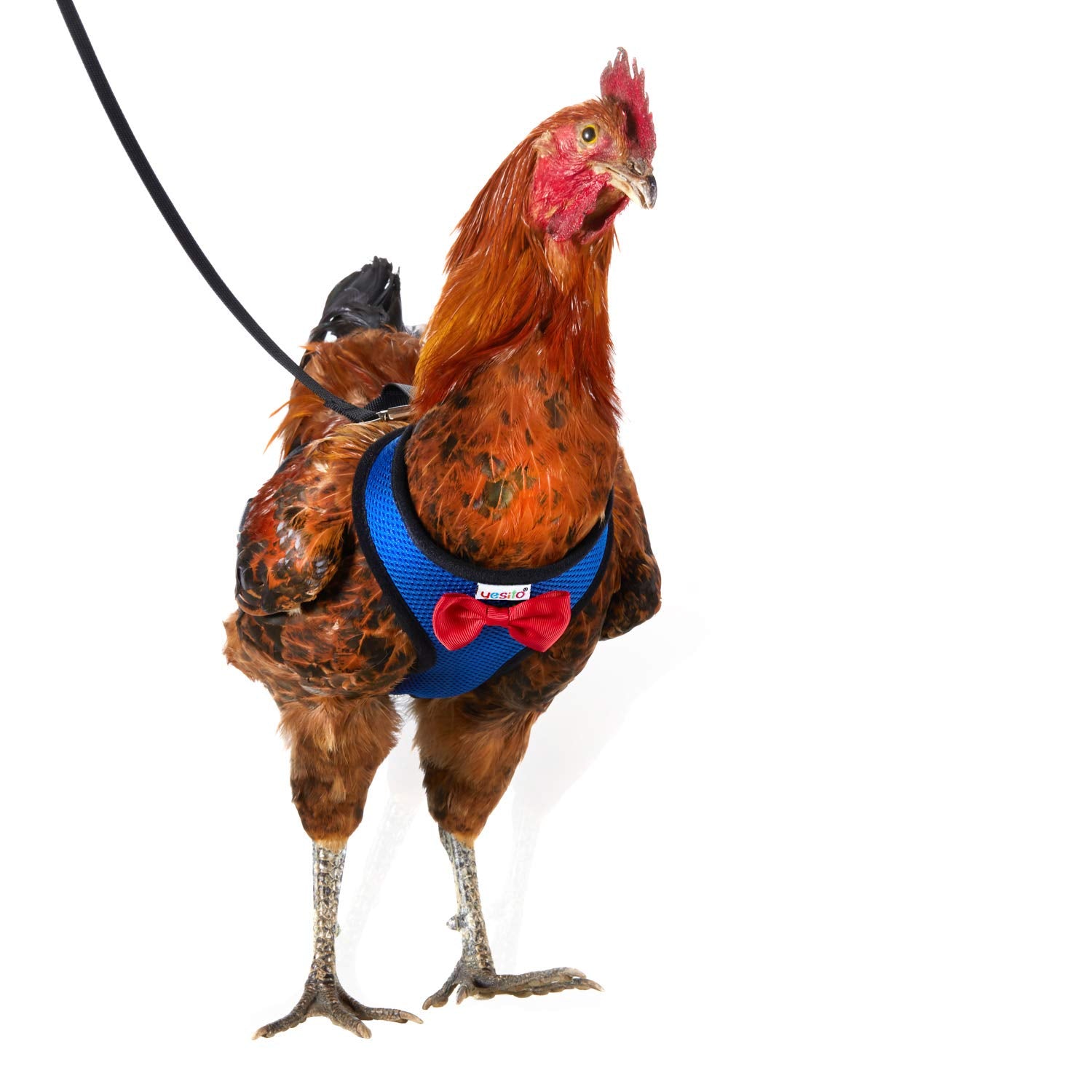 Yesito chicken harness small green strap provides comfy adjustable fit for active birds