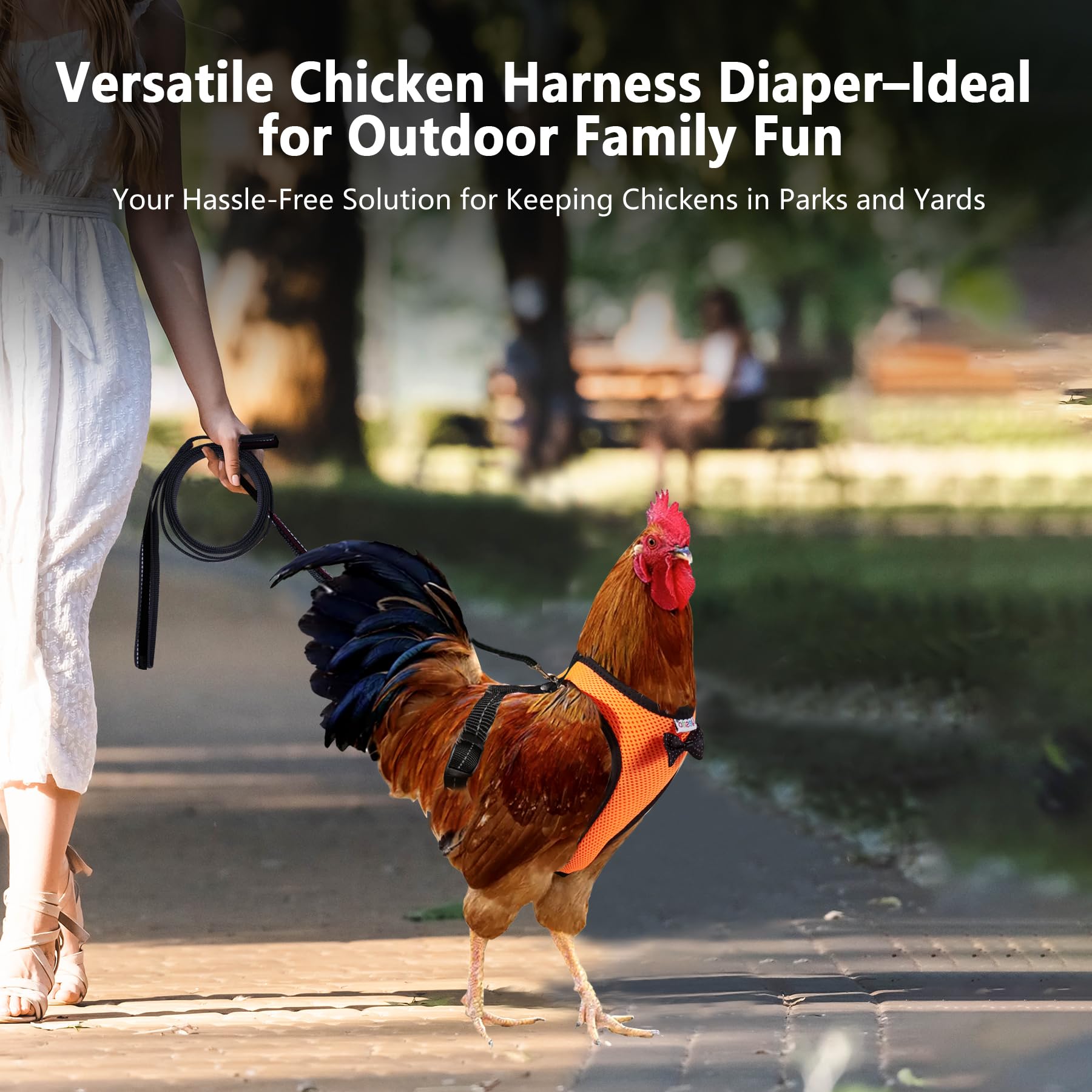Yesito chicken harness on a hen during an outdoor walk for controlled training.