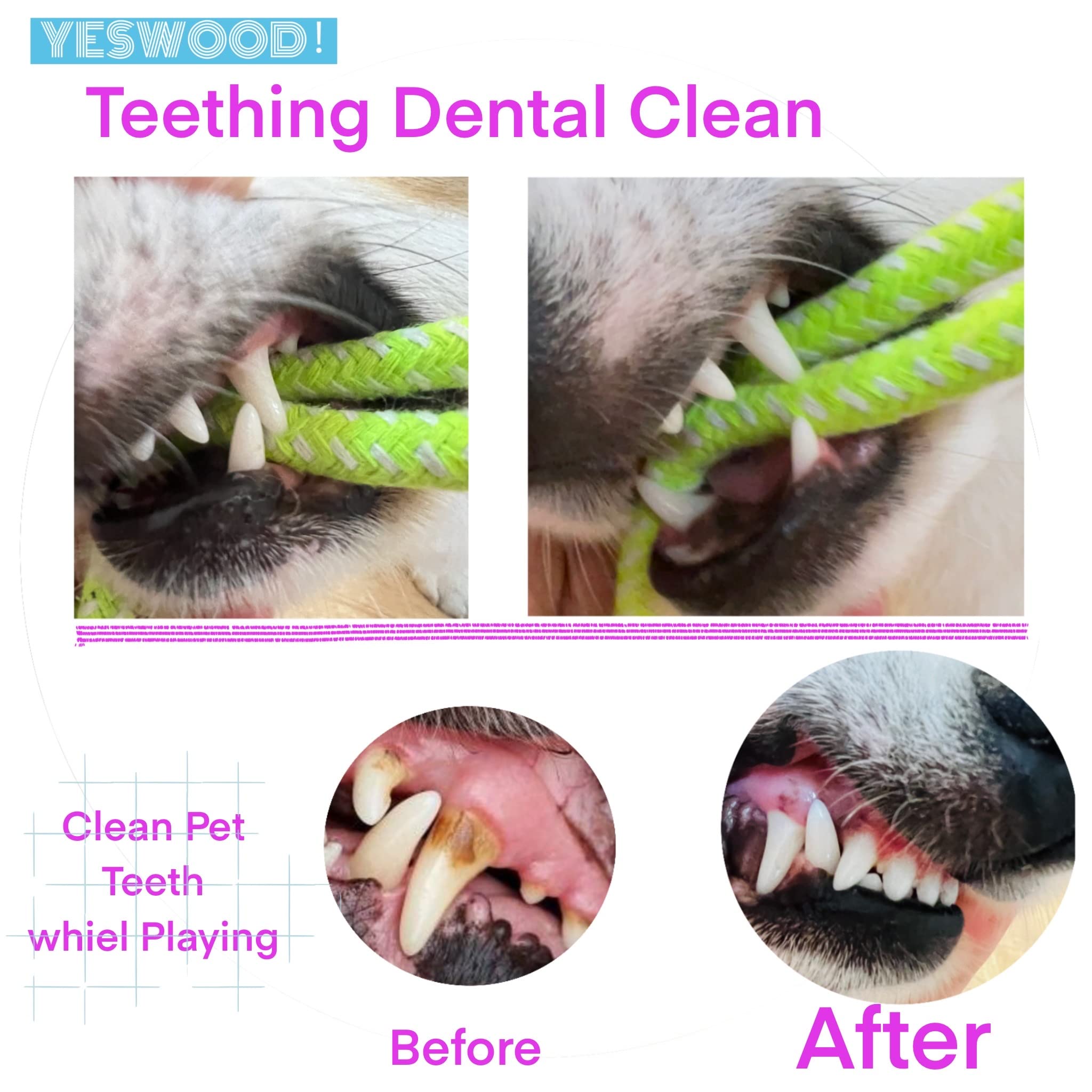 YESWOOD! Small-to-medium dogs enjoy bonding moments through tug and fetch