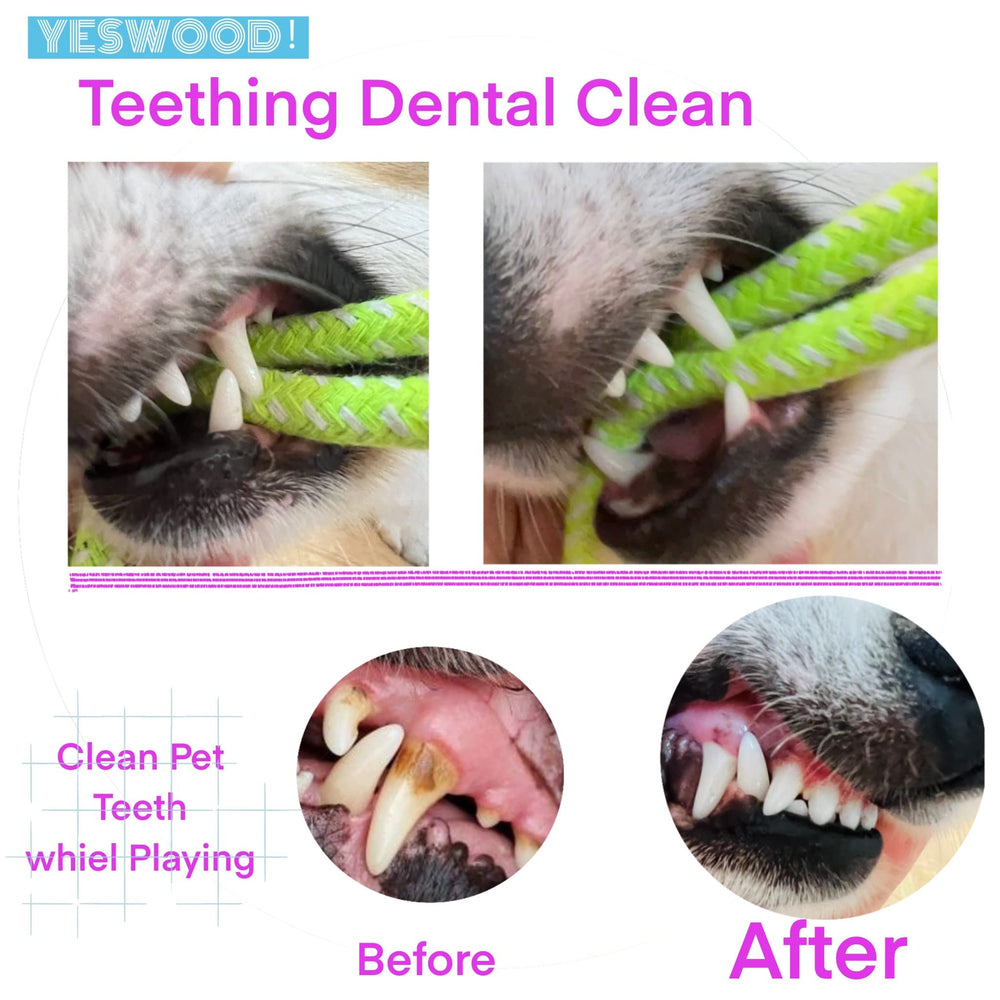 YESWOOD! Small-to-medium dogs enjoy bonding moments through tug and fetch