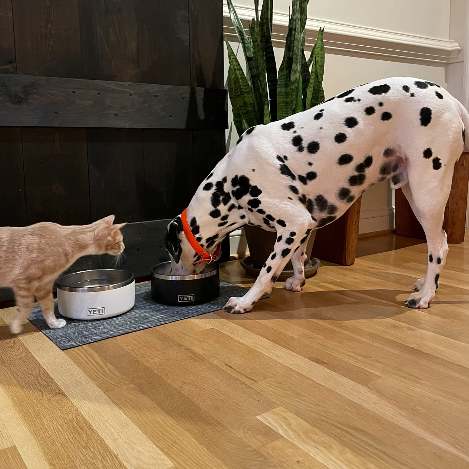 YETI Boomer 8 in use during dog mealtime on adventures