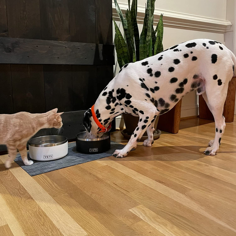 YETI Boomer 8 in use during dog mealtime on adventures