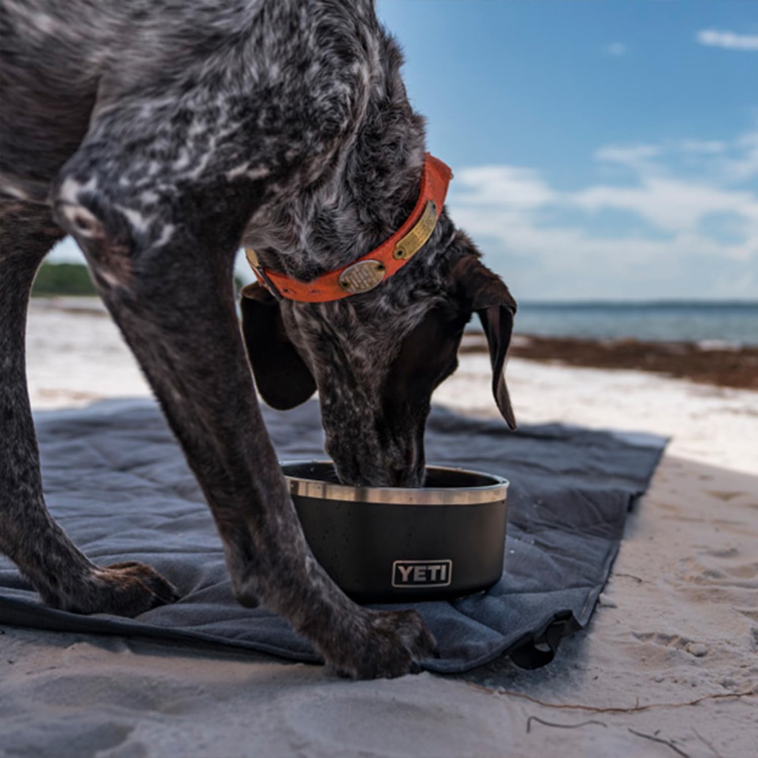 YETI Boomer 8 shown in kitchen for versatile at-home or porch feeding