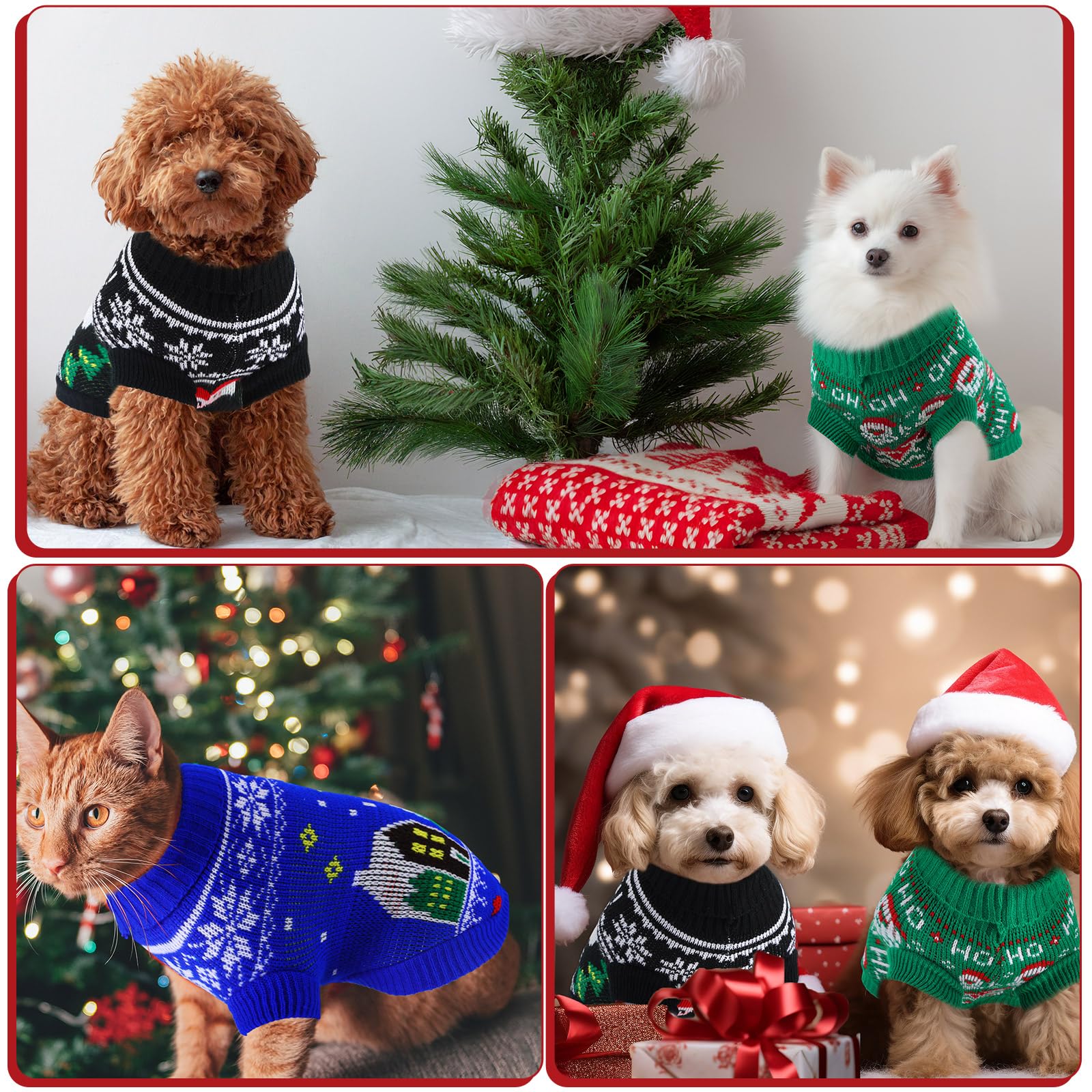 Yeyeplum pet wearing sweater during a holiday photoshoot