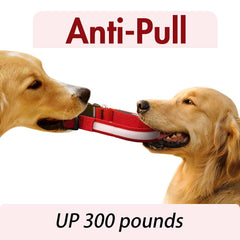 YFbrite waterproof LED dog collar maintaining bright visibility in rain or splashes.