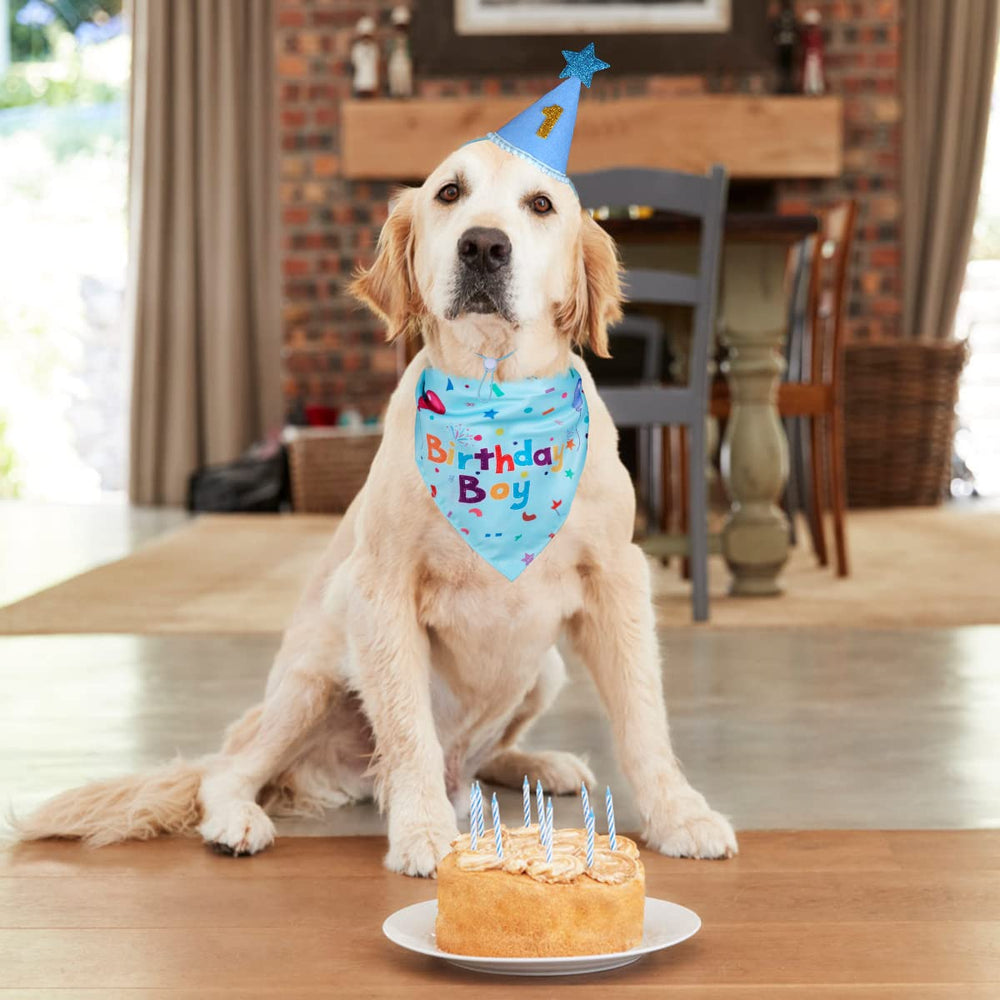Yicostar dog birthday photoshoot look ready for cute moments